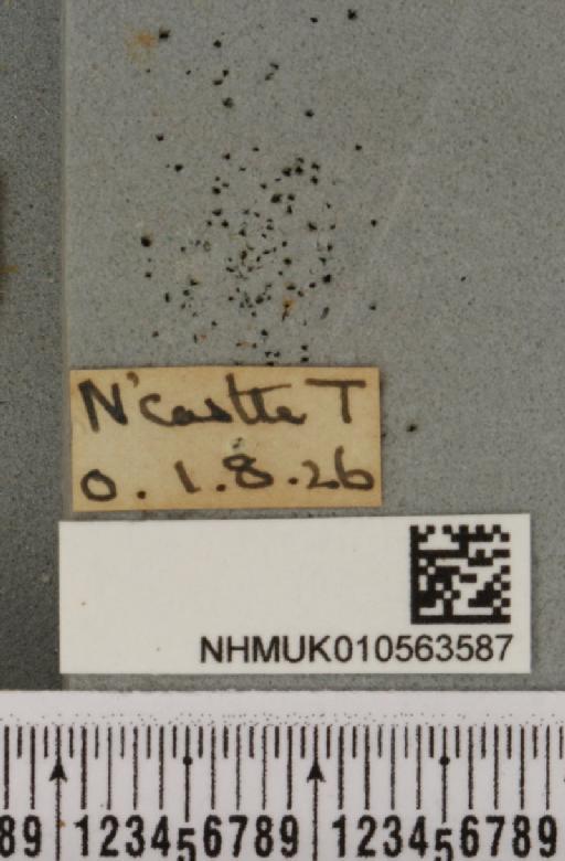 Cirrhia icteritia (Hufnagel, 1766) - NHMUK_010563587_label_621145