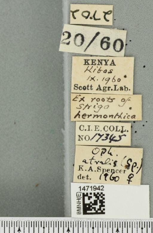Ophiomyia atralis Spencer, 1961 - BMNHE_1471942_label_47009