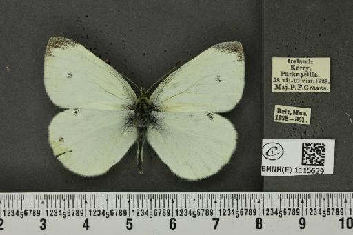 Pieris rapae rapae (Linnaeus, 1758) - BMNHE_1115629_70656