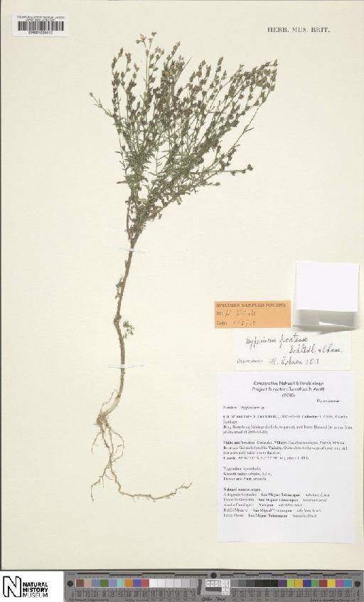 Hypericum pratense Schltdl. & Cham. - BM001050012