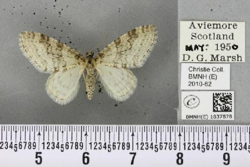 Trichopteryx carpinata (Borkhausen, 1794) - BMNHE_1837878_409929