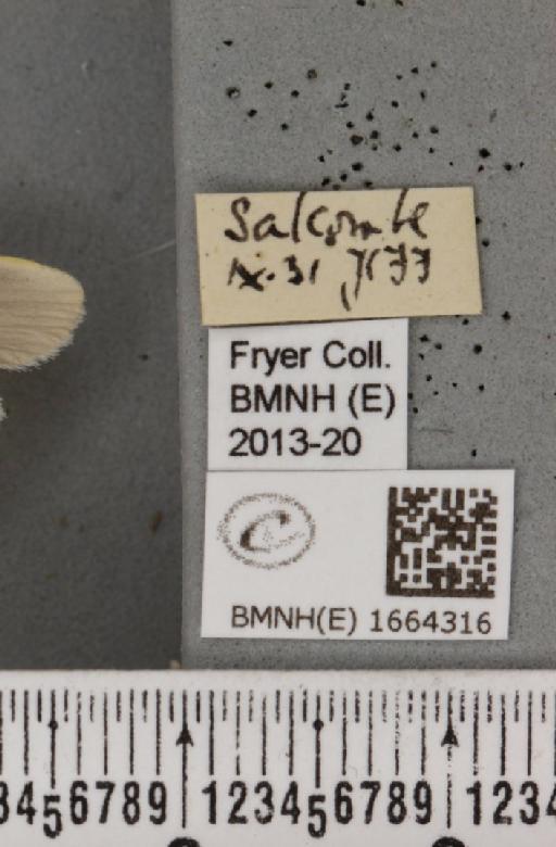 Eilema caniola (Hübner, 1808) - BMNHE_1664316_label_289335