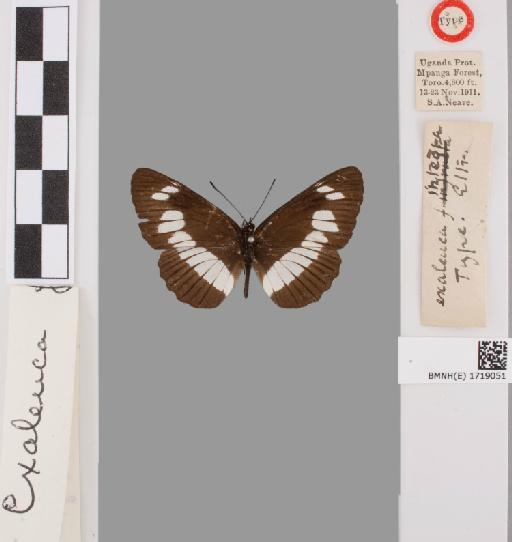 Neptis exaleuca - BMNH(E)#1719051_Neptis_exaleuca_integra_Eltringham_holotype_male_labels