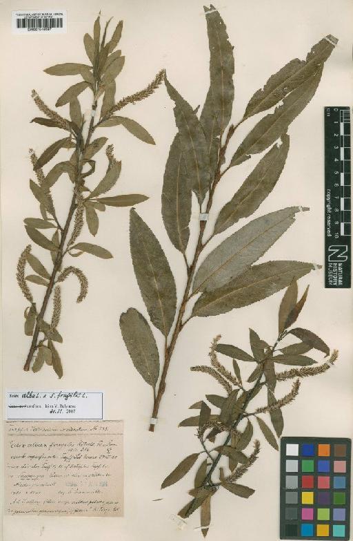 Salix × fragilis L. - BM001046067