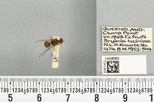 Bactrocera (Bactrocera) bryoniae (Tryon, 1927) - BMNHE_1434580_28442