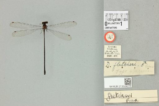 Elattoneura fletcheri Fraser, 1919 - 013324275_dorsal