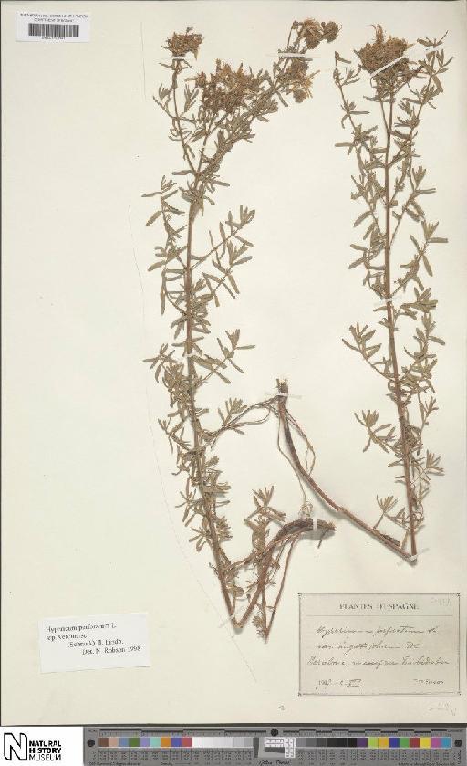 Hypericum perforatum subsp. veronense (Schrank) H.Lindb. - BM001201690