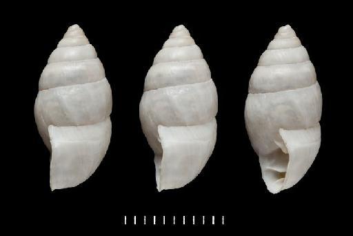 Pupa dentata subterclass Tectipleura W. Wood, 1828 - Pupa dentata Wood, 1828- SYNTYPE (1 of 2) - 1840.9.12.50 (lateral views)