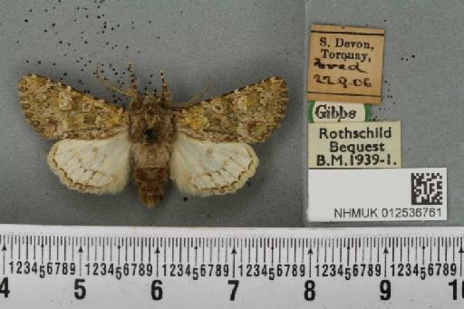 Polymixis lichenea ab. flavescens Siviter Smith, 1942 - NHMUK_012536761_645902