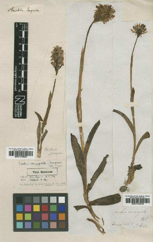 Orchis tridentata Scop. - BM001066586