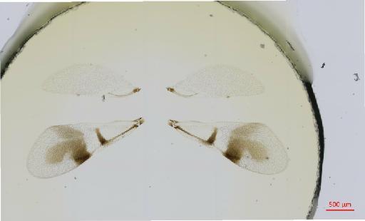 Hexacladia felas Noyes, 2010 - 010178958__2017_01_31-Scene-1-ScanRegion0