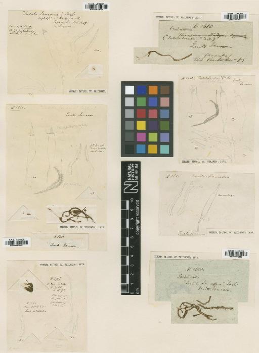 Bryoerythrophyllum jamesonii (Taylor) Crum - BM000872649_a