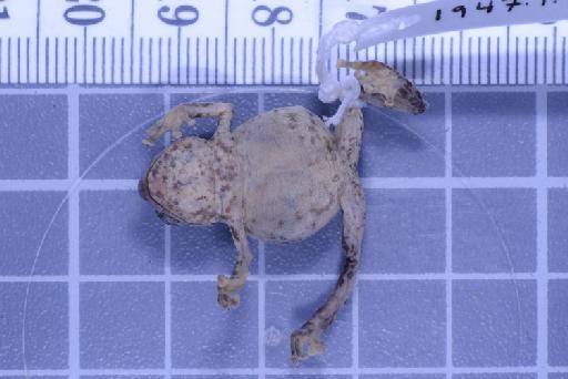 Choerophryne darlingtoni - Image of specimen 1947.1.3.92