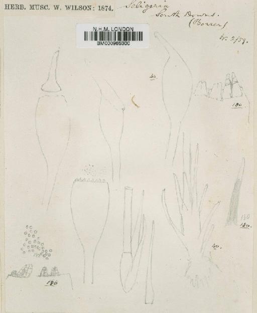 Seligeria paucifolia (Dicks.) Carruth. - BM000965300