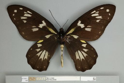 Ornithoptera victoriae regis Rothschild, 1895 - 013602477__