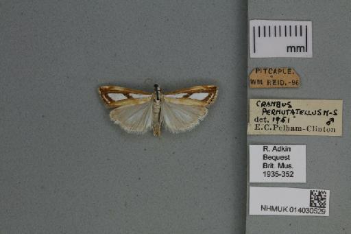 Catoptria permutatellus (Herrich-Schäffer, 1848) - 014030529_136823_1082908