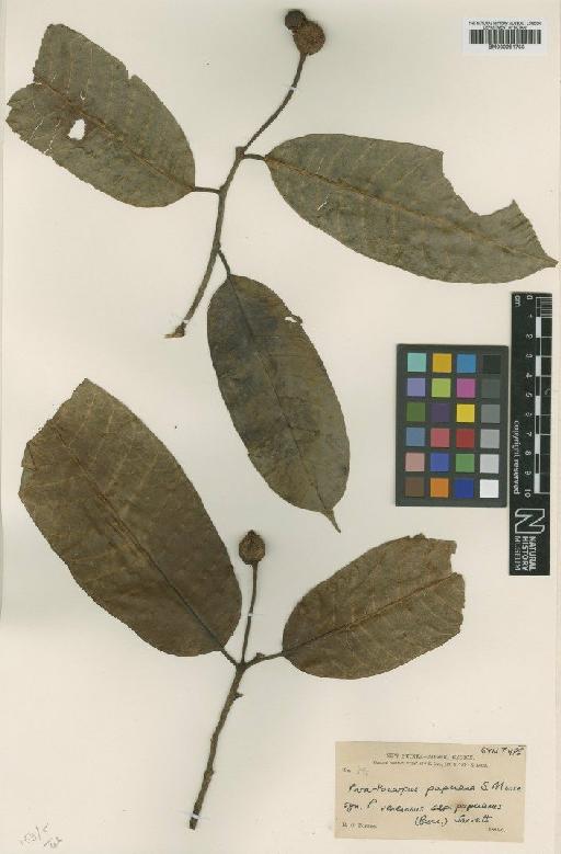 Parartocarpus papuana S.Moore - BM000951733