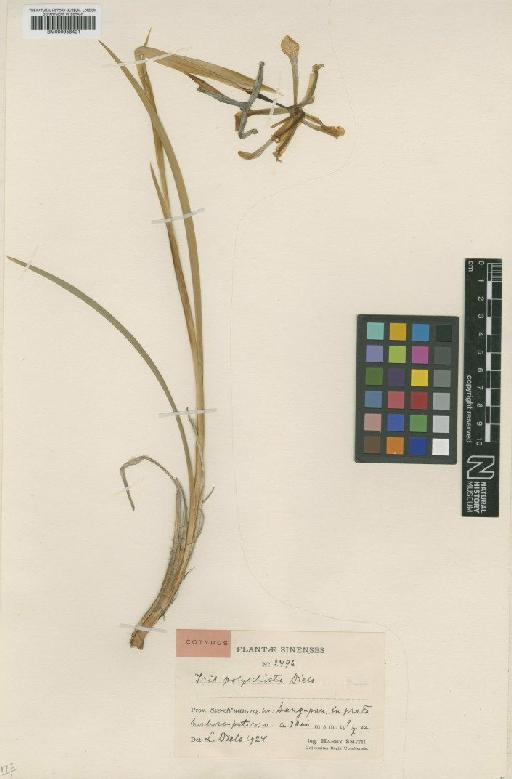 Iris polysticta Diels - BM000958421