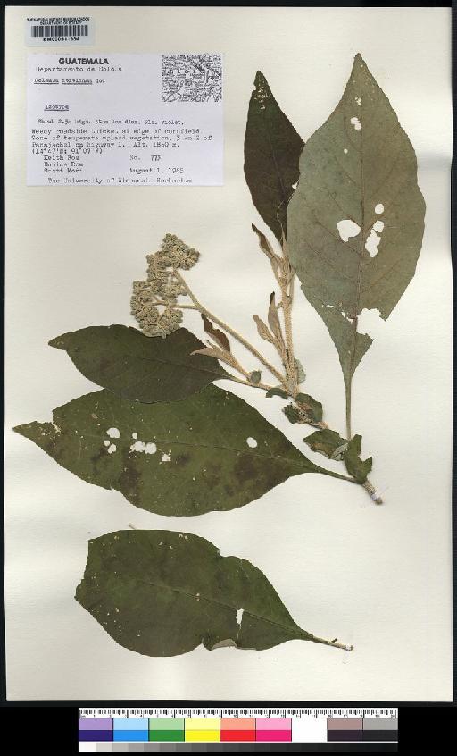 Solanum atitlanum K.E.Roe - Spruce - BM000611584