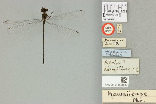 Megalagrion hawaiiense (McLachlan, 1883) - 013383549_dorsal