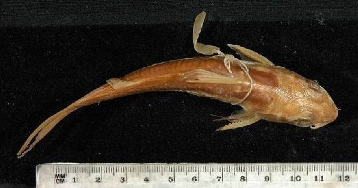 Chrysichthys coriscanus Günther, 1899 - 1896.5.5.64-65b; Chrysichthys coriscanus; dorsal view; ACSI Project image