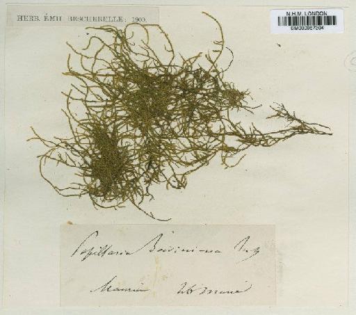 Papillaria africana (Müll.Hal.) A.Jaeger - BM000987304