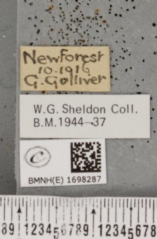 Nycteola revayana ab. plumbea Sheldon, 1919 - BMNHE_1698287_label_295370