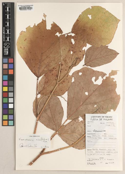 Neorautanenia mitis (A.Rich.) Verdc. - BM000595825