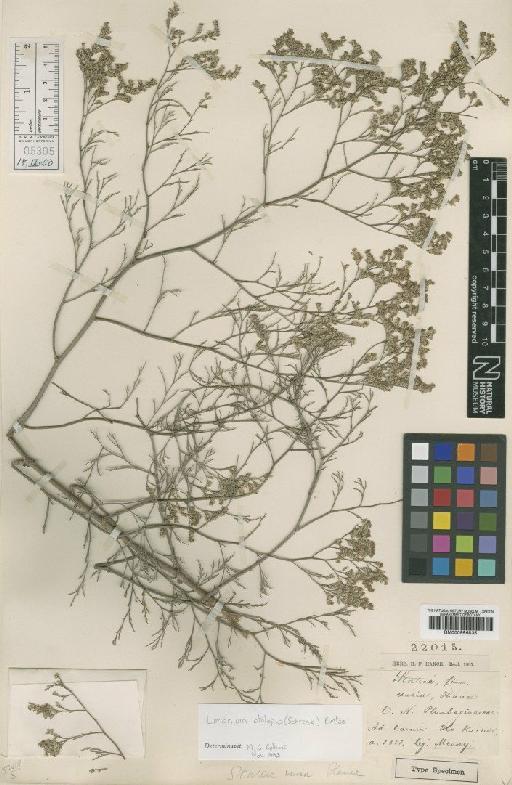 Limonium otolepis (Schrank) Kuntze - BM000996835
