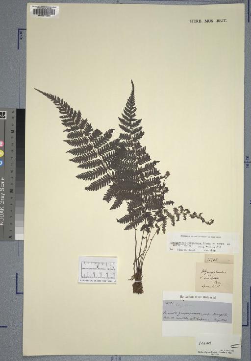 Polypodiaceae J.Presl & C.Presl - Spruce - BM000776895