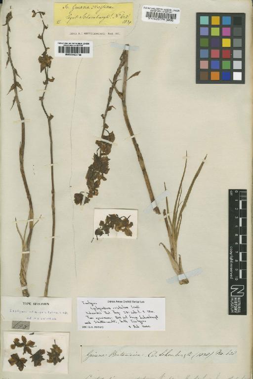 Cyrtopodium cristatum Lindl. - BM000525875