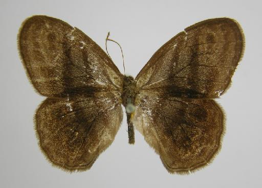 Euptychia picea Butler, 1867 - BMNH(E)_ 1267123_Euptychia_picea_Butler_T_male_ (2)