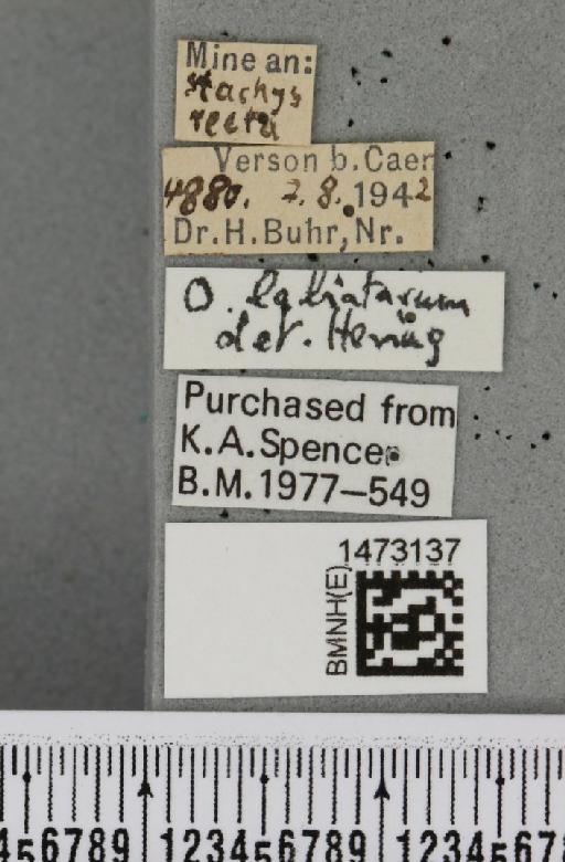 Ophiomyia labiatarum Hering, 1937 - BMNHE_1473137_label_47467