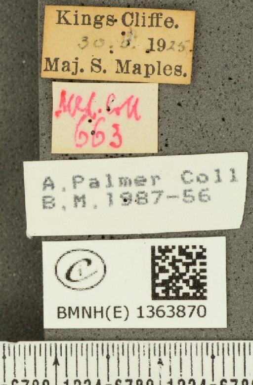 Carterocephalus palaemon (Pallas, 1771) - BMNHE_1363870_label_176185