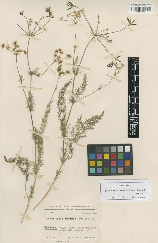 Grammosciadium scabridum Boiss - BM001125683