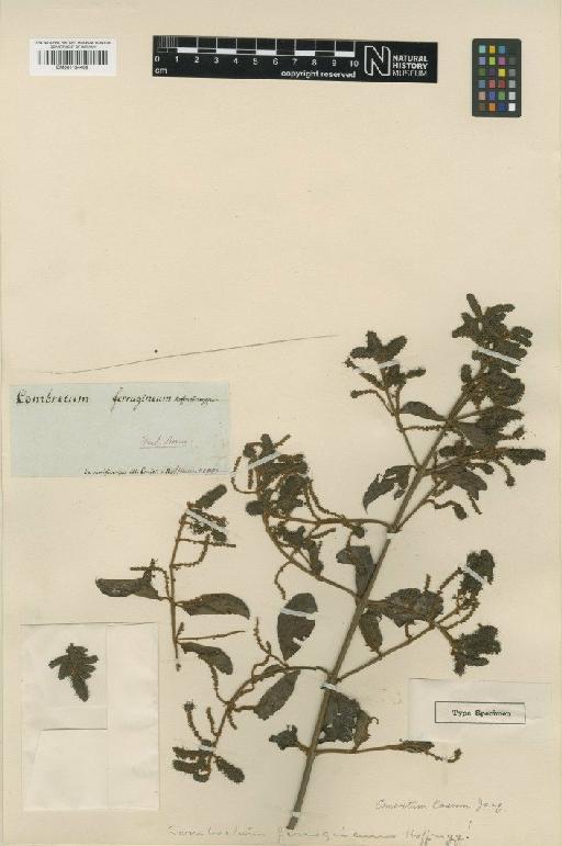 Combretum ferrugineum (Hoffmanns. ex) Mart. - BM001134409