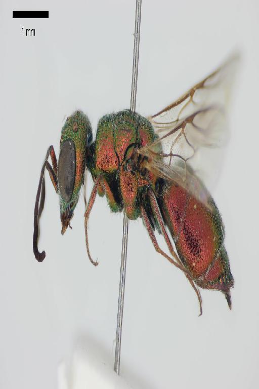 Chrysis brevicarinata Linsenmaier, 1999 - Chrysis_brevicarinata-BMNH(E)#970919_type-lateral-2X