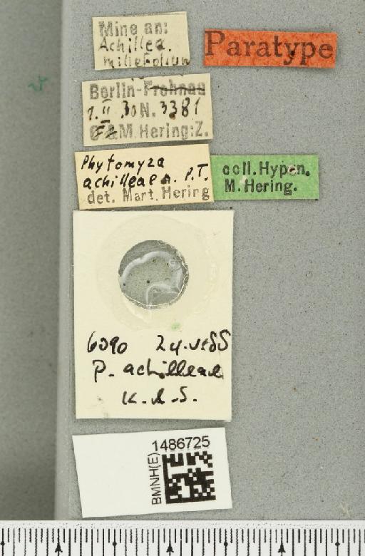 Phytomyza achilleae Hering, 1932 - BMNHE_1486725_label_52981