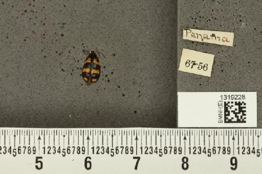 Diabrotica trifasciata (Fabricius, 1801) - BMNHE_1319228_17787