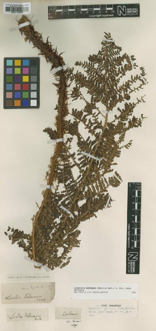 Dryopteris barbigera (Hook.) Kuntze - BM001066068