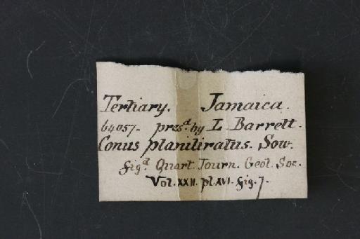 Conus planiliratus Sowerby, 1850 - OR 64057. Conus planiliratus (label.2)