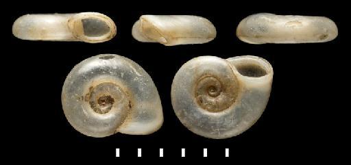 Planorbis crassilabrum subterclass Tectipleura Morelet, 1860 - 1893.2.4.1745-1747, Syntypes, Planorbis crassilabrum Morelet, 1860,