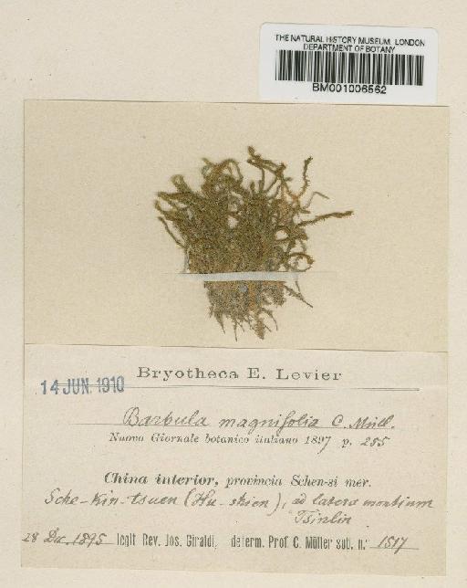Didymodon constrictus (Mitt.) K.Saito - BM001006562