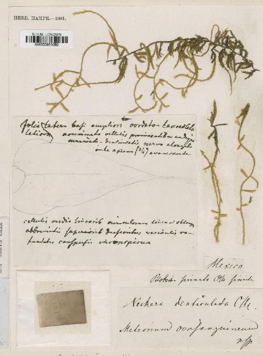 Papillaria consanguinea (Besch.) A.Jaeger - BM000961080