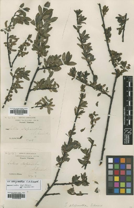 Salix atopantha C.K.Schneid. - BM000958008