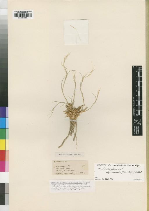 Aristida plumosa var. seminuda Trin. & Rupr. - BM000922920