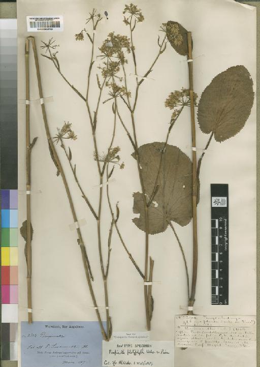 Pimpinella platyphylla Hiern - BM000902760