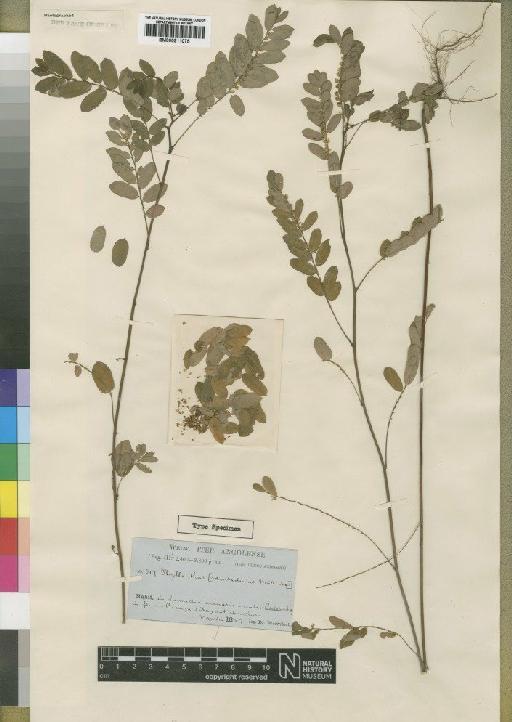 Phyllanthus odontadenius Müll.Arg. - BM000911075