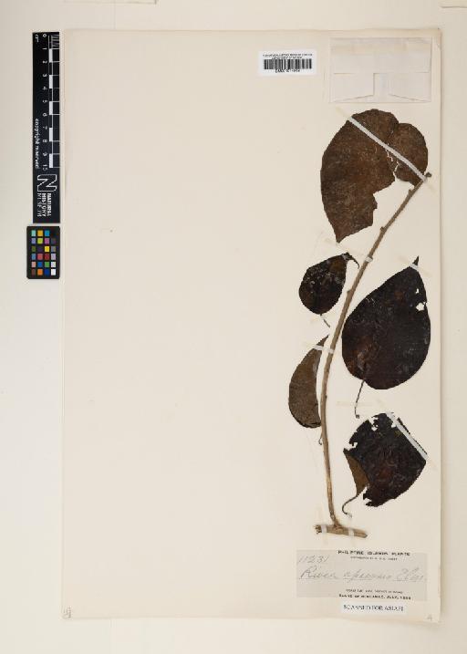 Ipomoea apoensis (Elmer) J.R.I.Wood & Scotland - 001014508