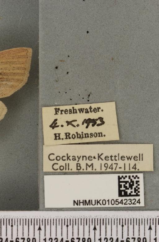 Rhizedra lutosa ab. vectis Curtis, 1833 - NHMUK_010542324_label_599103